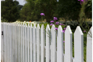 a white picket fence with purple flowers poking through it