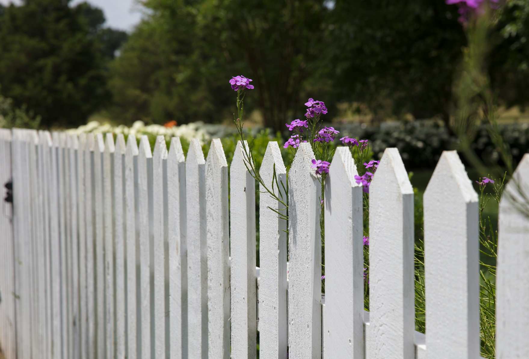 a white picket fence with purple flowers poking through it